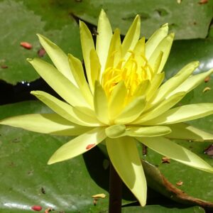Lily flower in pond